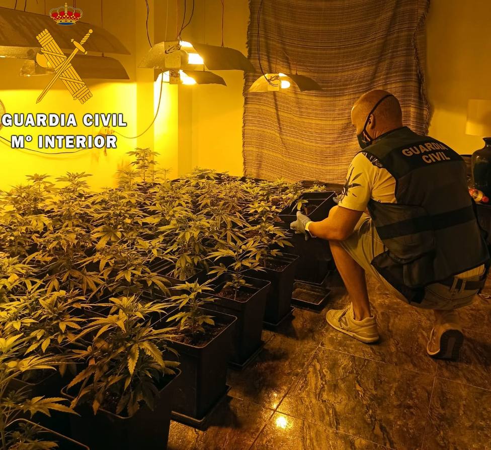 Localizan e intervienen en Garrucha un cultivo indoor de marihuana y detienen a su responsable