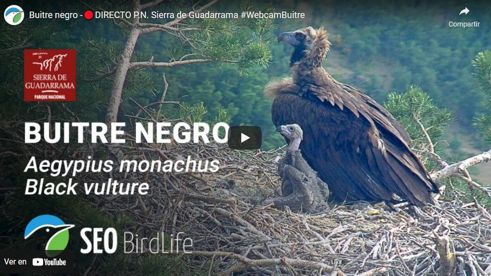 Webcam en el nido de buitre negro del Parque Nacional del Guadarrama