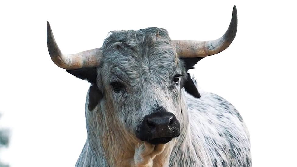 Uno de los toros de Los Maños reseñados inicialmente para el Domingo de Ramos en Las Ventas