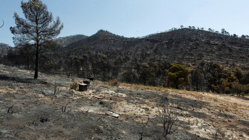 Pinares afectados por el incendio de Beneixama (Alicante)