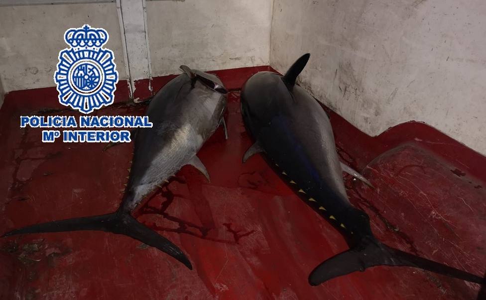 Dan el alto a una furgoneta que dejaba un reguero de sangre y descubren dos atunes rojos en la parte trasera