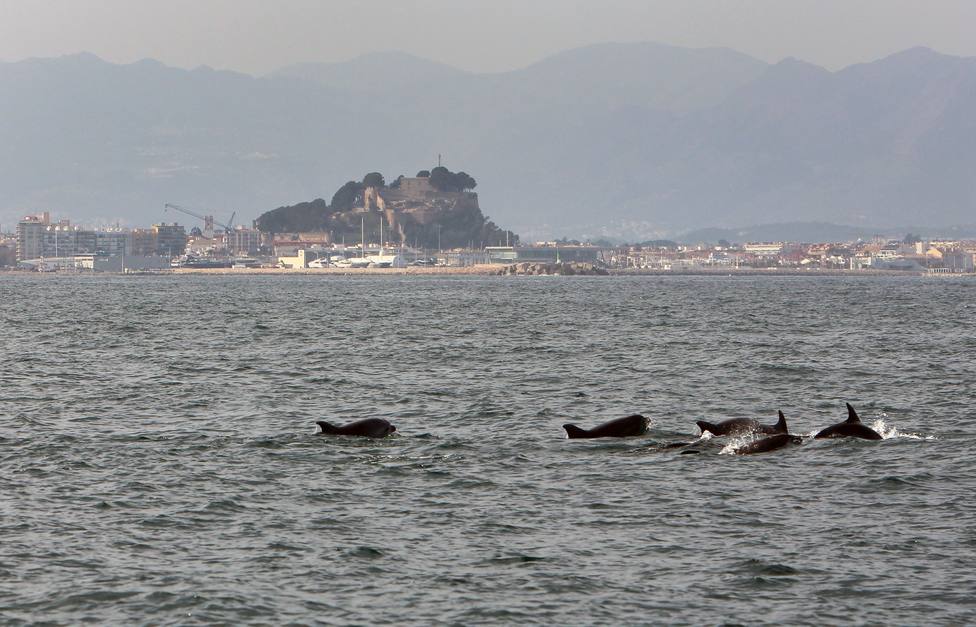 Delfines frente al litoral de Dénia 