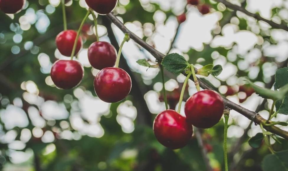 La Agrupación de Cooperativas Valle del Jerte abre oferta laboral próxima campaña de cerezas