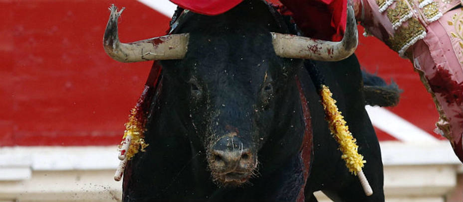 Español, el toro de Victoriano del Río premiado con el Trofeo Carriquiri en Pamplona. EFE