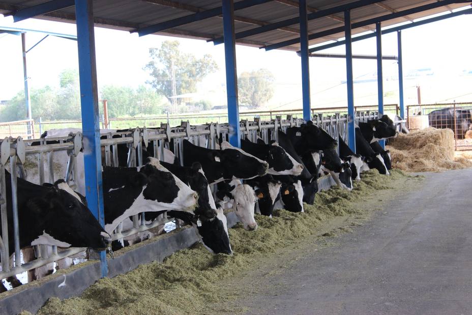 Los productores de leche españoles acumulan pérdidas de 25 millones al mes, según UPA