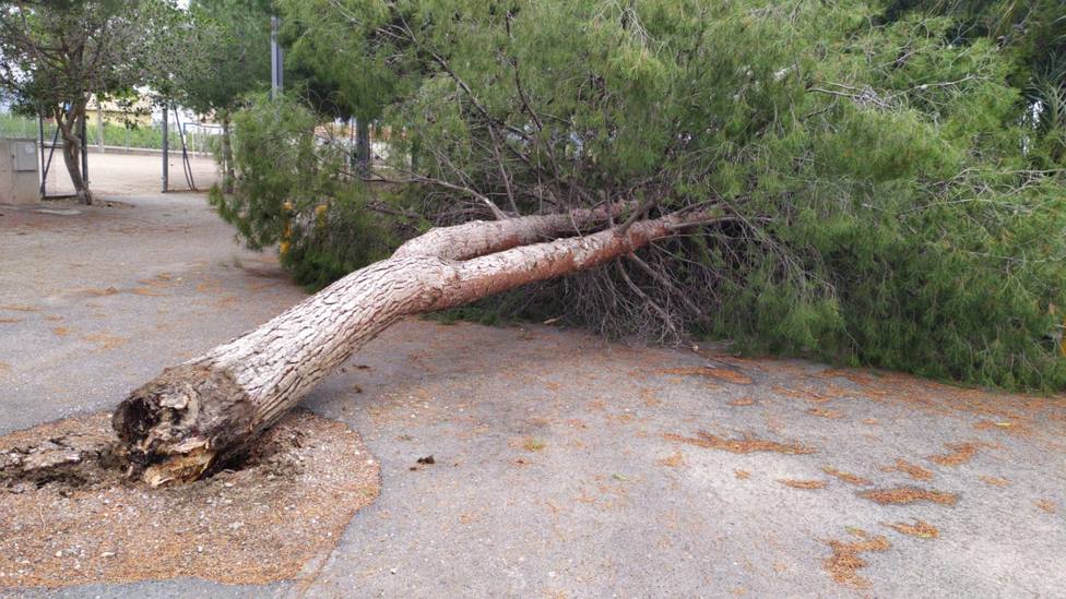 Árbol derribado por el viento en Cazalla