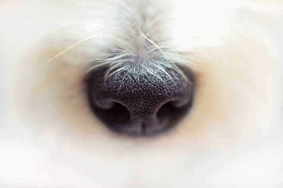 nariz de perro