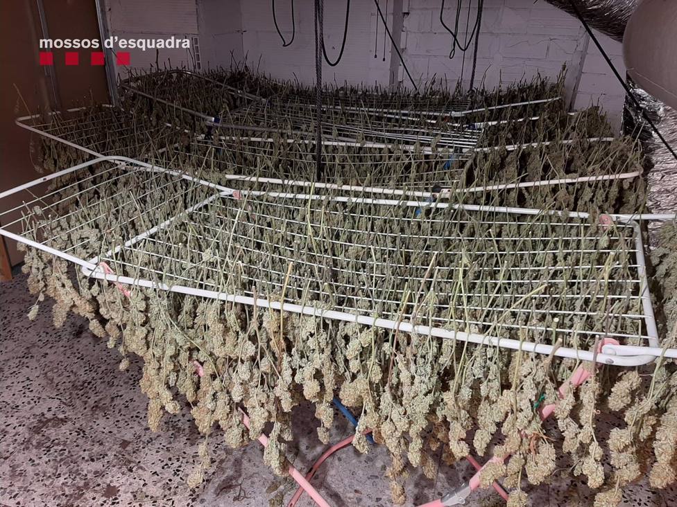 Desmantelan 1.400 plantas de marihuana en dos inmuebles de Cobera y Vallirana (Barcelona)