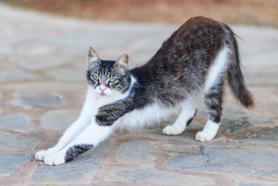 ctv-wix-cyprus-cat-stretching frimufilms-shutterstock