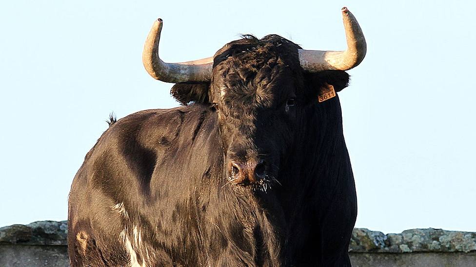 Uno de los toros de Victoriano del Río reseñados para la Feria de Pascua de Arles