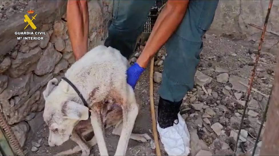 Detenido por matar a dos perros en San José del Valle