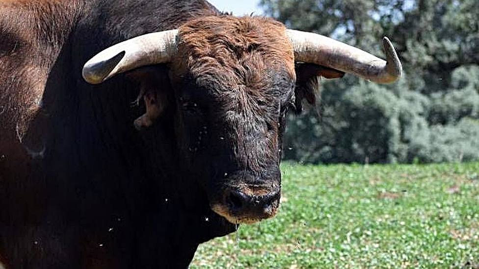 Uno de los toros de Guadalmena reseñado para la corrida de Corella (Navarra)