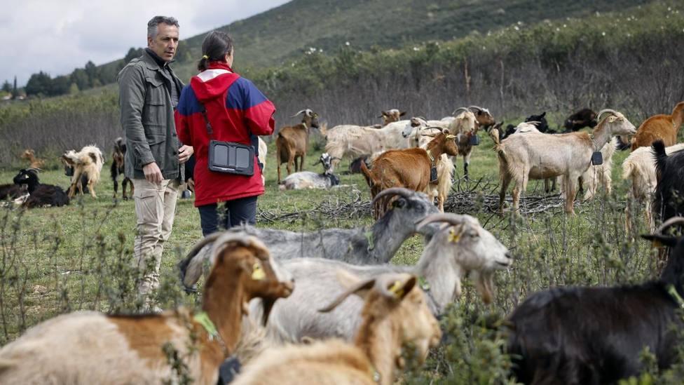 La Comunidad de Madrid aplica tecnología avanzada en el pastoreo para la prevención de incendios forestales