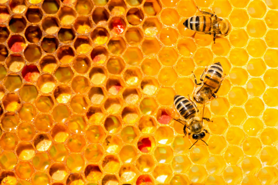 La UE prohíbe el uso de tres insecticidas dañinos para las abejas