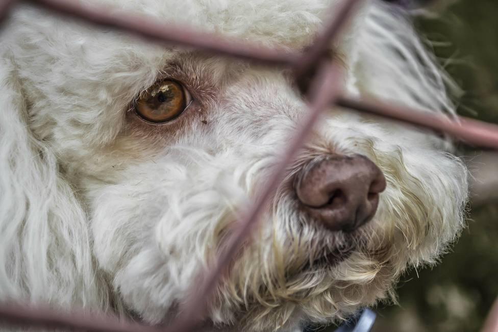 El abandono de perros en tiempo de coronavirus es un delito