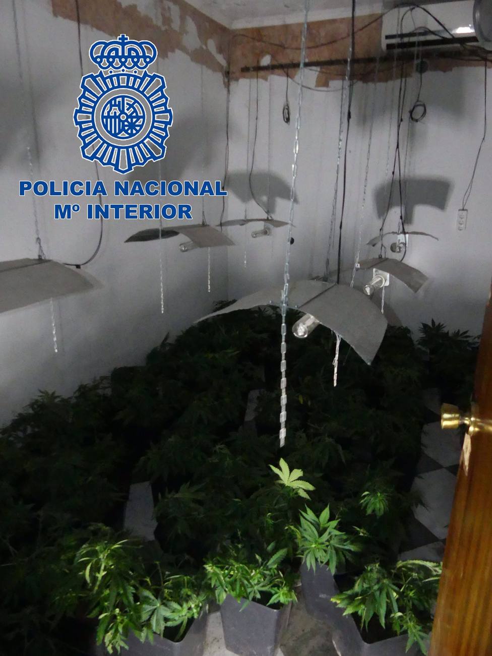 PlantaciÃ³n de marihuana en una vivienda ocupada de Badajoz