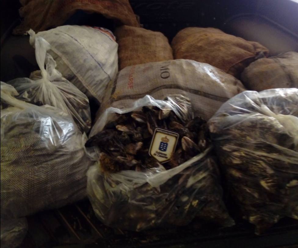 Incautados más de 480 kilos de marisco y pescado ilegal durante Semana Santa