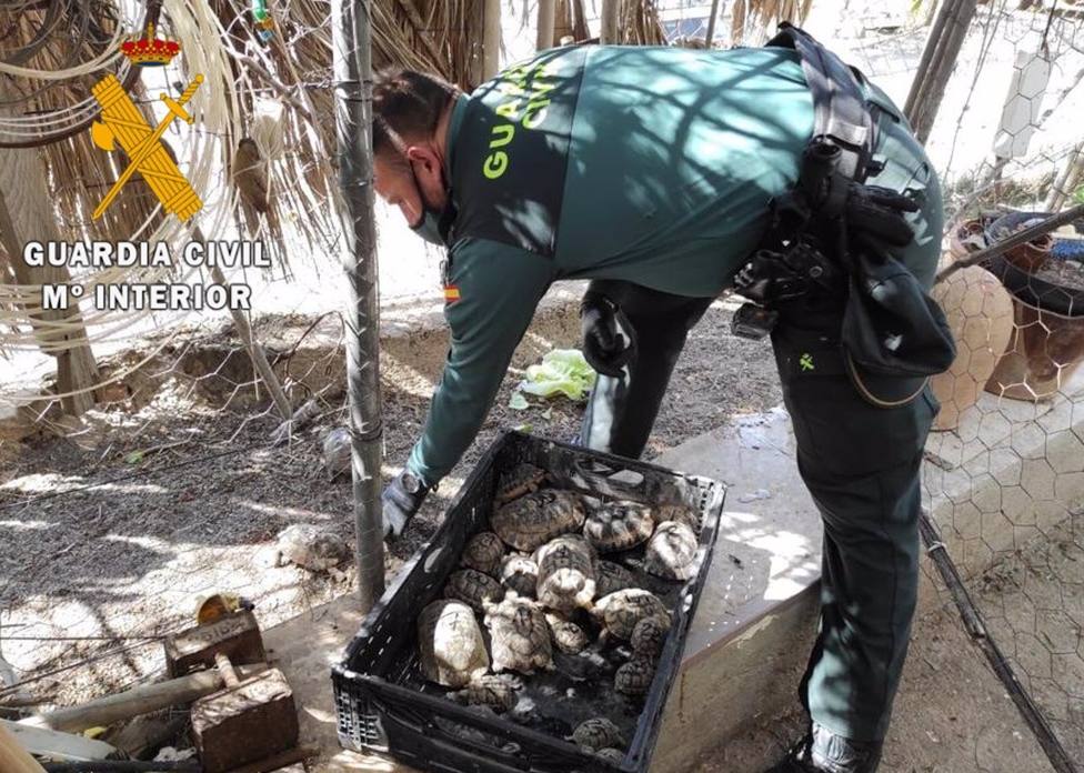 Detenido en Carboneras por tener en su vivienda 28 ejemplares de tortuga mora sin documentar