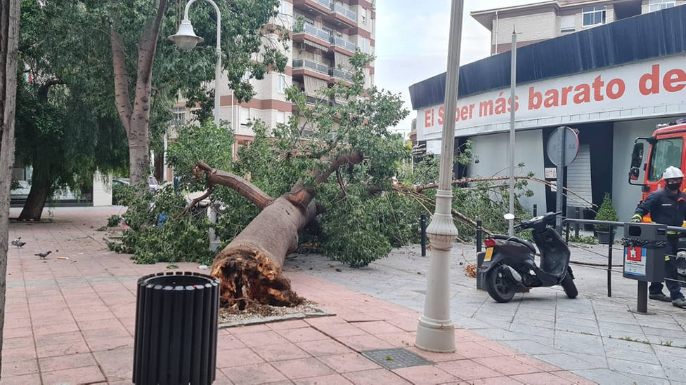Cae un árbol de gran porte en una plaza del centro de Motril