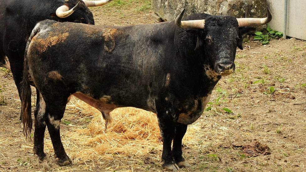 Uno de los toros de Cebada Gago en los Corrales del Gas de Pamplona