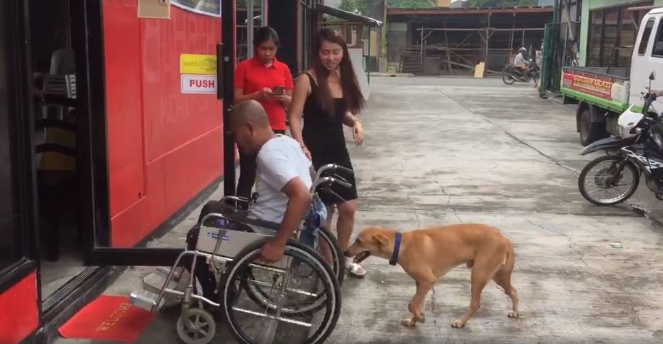 Didong, el perro que ayuda a su dueño empujando su silla de ruedas