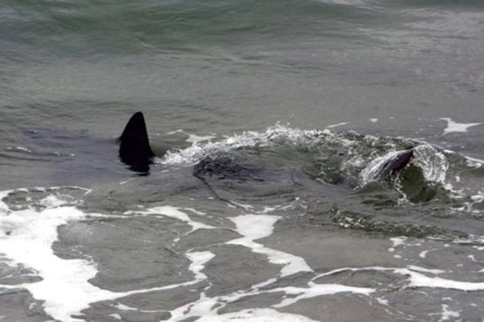 Pánico por un tiburón de más de 5 metros que rodea a una familia