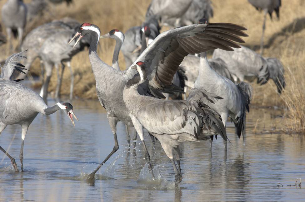 Las aves migratorias se reducen a medida que el clima se calienta, según un análisis de registros de cuatro décadas