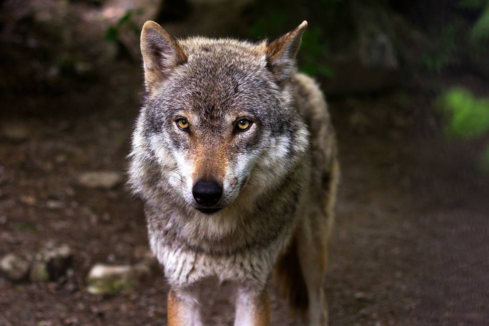 Un alemán afincado en Galicia convivió durante años con una loba que resultó ser una perra