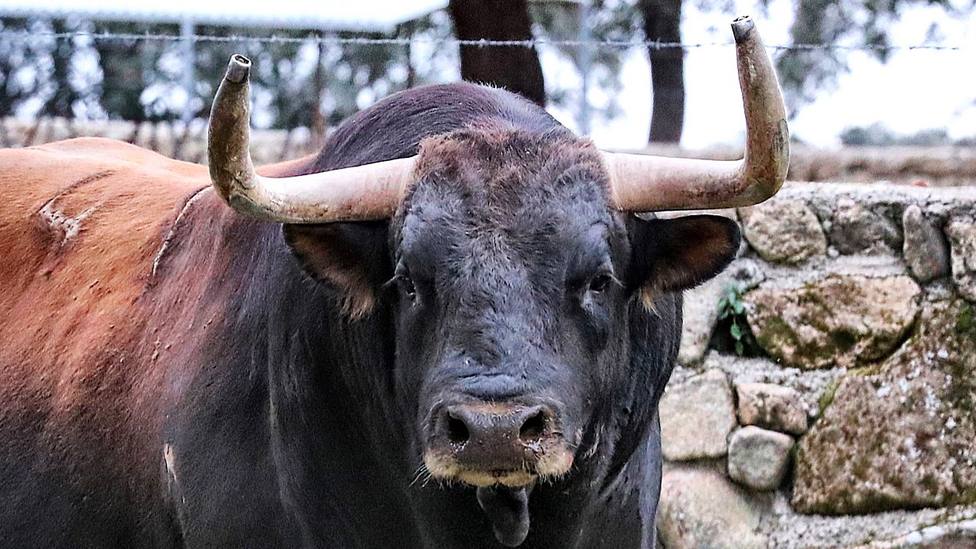 Uno de los toros de Antonio López Gibaja reseñado para Zaragoza