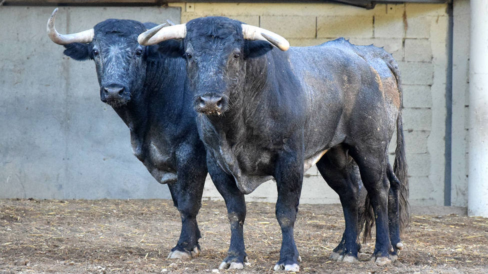 Los toros de Adolfo Martín para la Goyesca de Arles