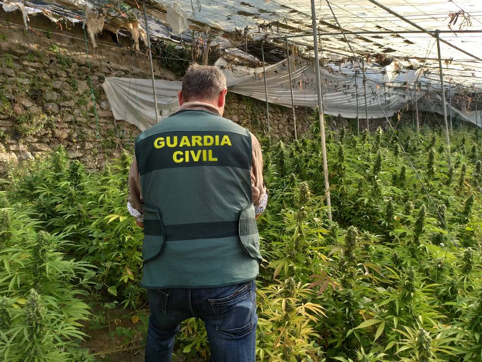 La Guardia Civil descubre seis invernaderos con 4.890 plantas de cannabis en La Mamola