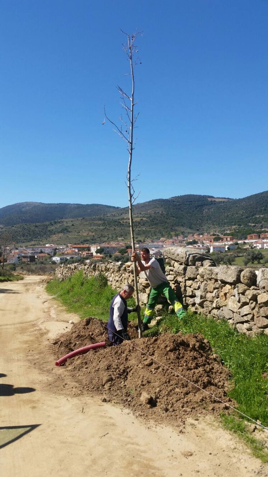 Cebreros planta cien árboles para celebrar el Día del Árbol