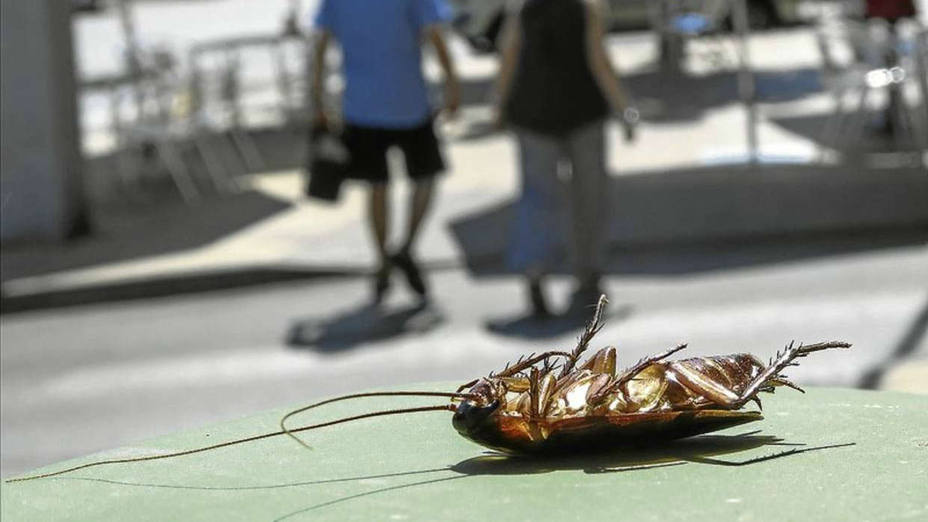 Detectan una cucaracha invasora en un edificio del centro de Madrid