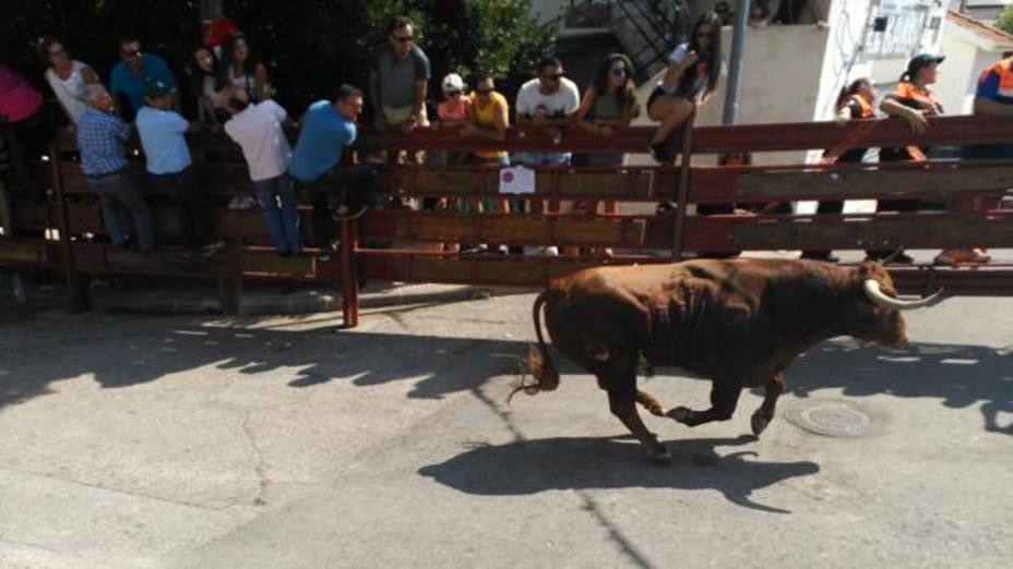 Un toro siembra el pánico en Galapagar tras escaparse del circuito en los encierros