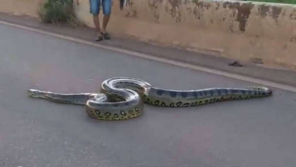Así cortaron una carretera de Brasil tras la inesperada visita de... una anaconda gigante