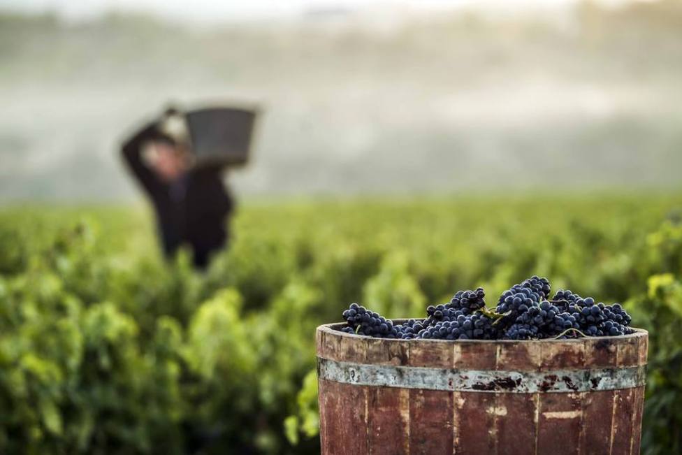 2019 será la cosecha de Rioja