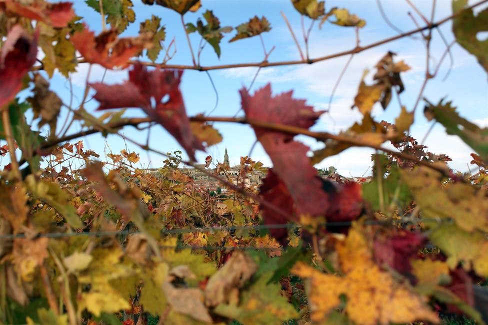 El Ministerio de Agricultura reconoce 20 viñedos singulares dentro de la DOC Rioja