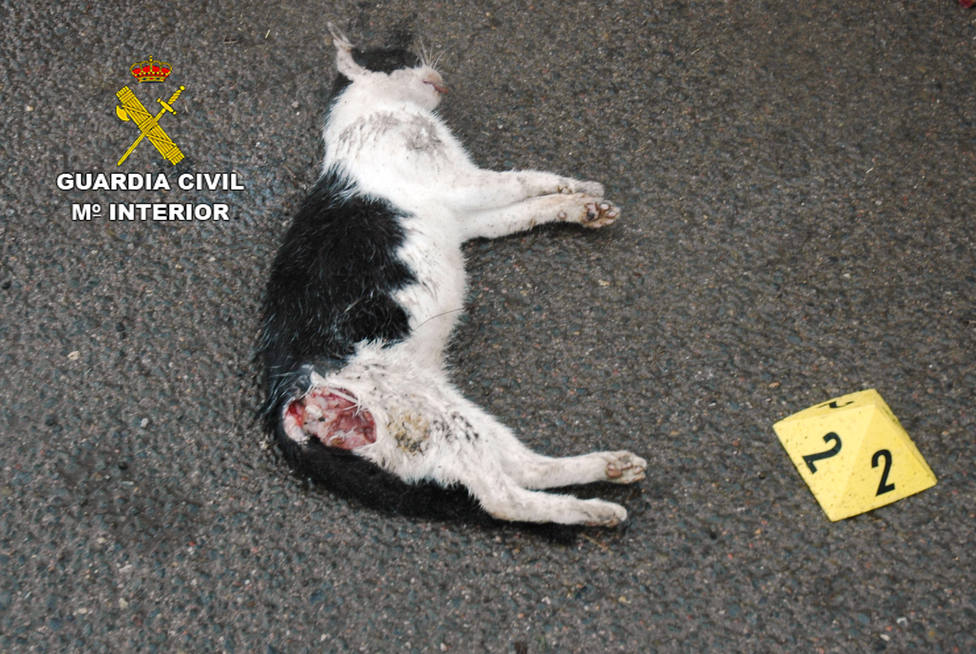 Uno de los gatos envenenados en la zona de El Serradal