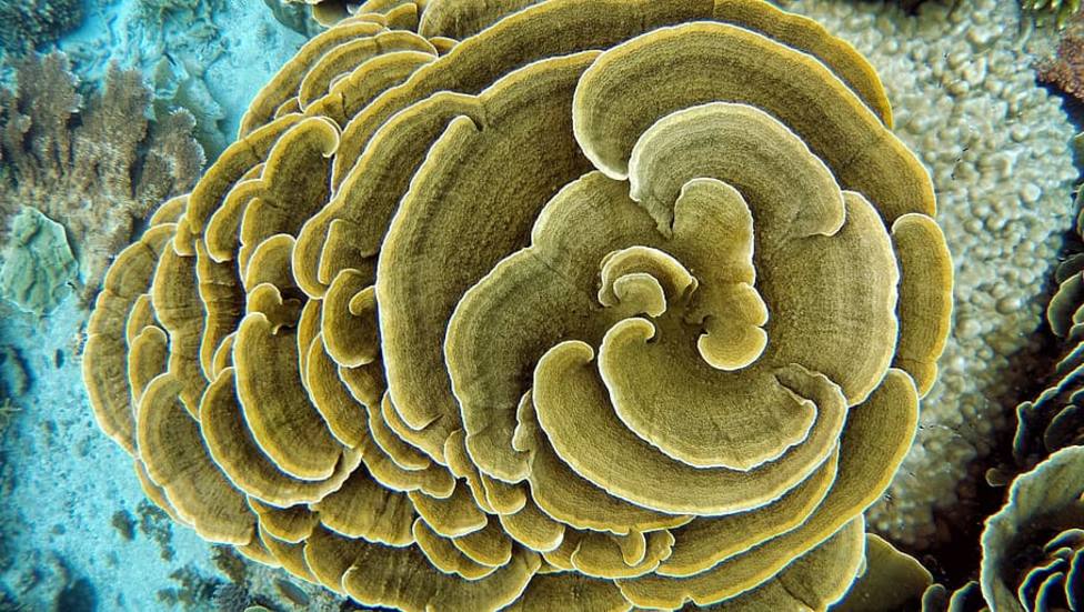 Una esponja marina: ¿el animal más antiguo conocido?