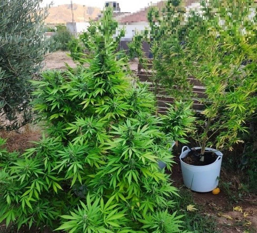 Policía Local localiza 4 plantas de marihuana cultivadas en un huerto colindante a una vivienda en La Campana