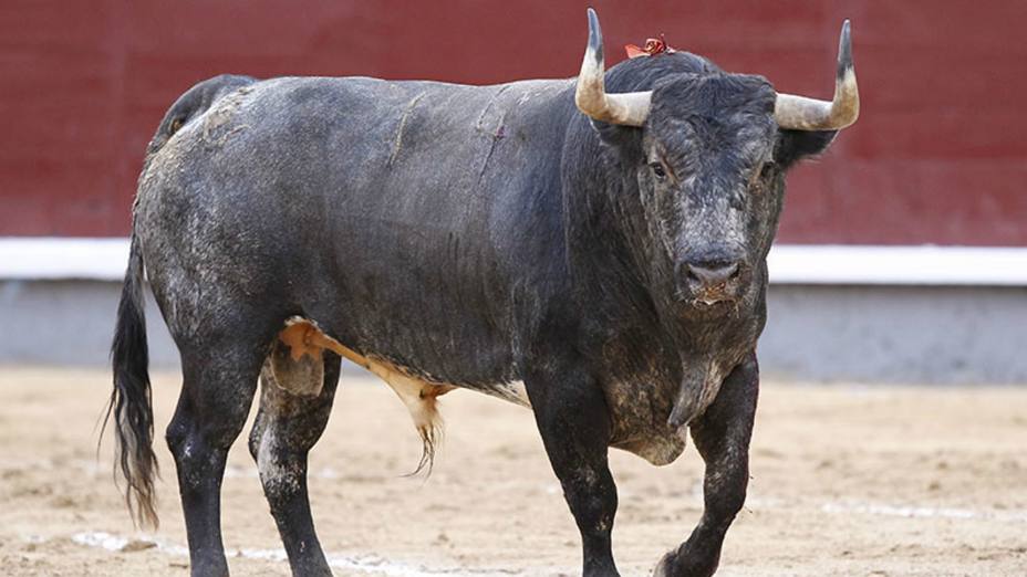 Los toros de La Quinta, protagonistas de la primera corrida de San Isidro.