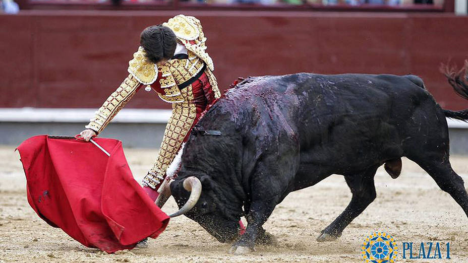Derechazo mandón de José Garrido al tercer toro de Fuente Ymbro lidiado este miércoles