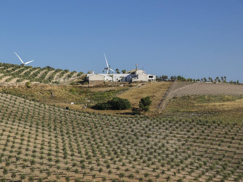 Plantación de nuevos olivos
