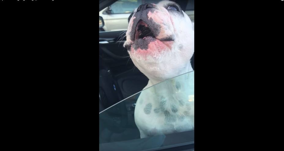 Walter, el perro que canta ópera en el coche de su dueño