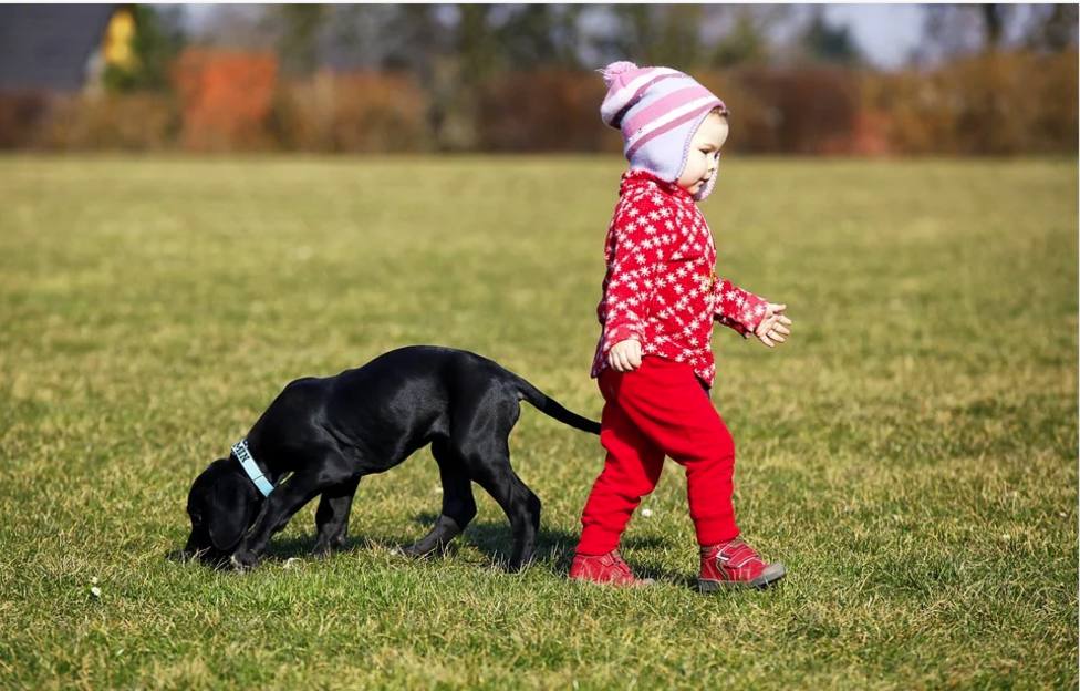 Un perro se come la mascota de un niño de tres años y su reacción se ha hecho viral en todo el mundo