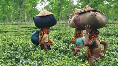 Las plantaciones de té donde trabaja Eugenio Sanz en Bangladés