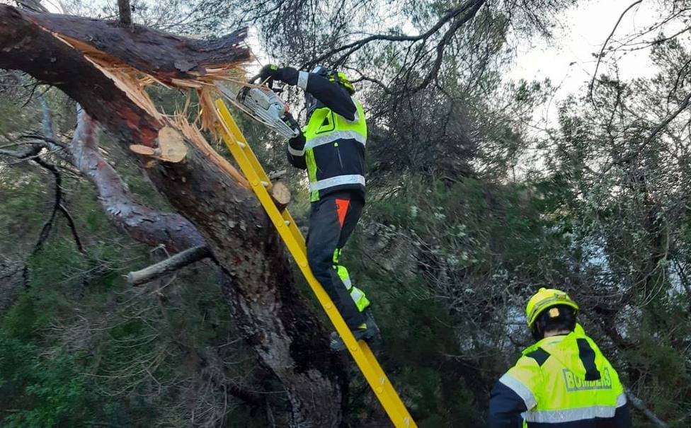 El temporal provoca en Formentera la caída de árboles