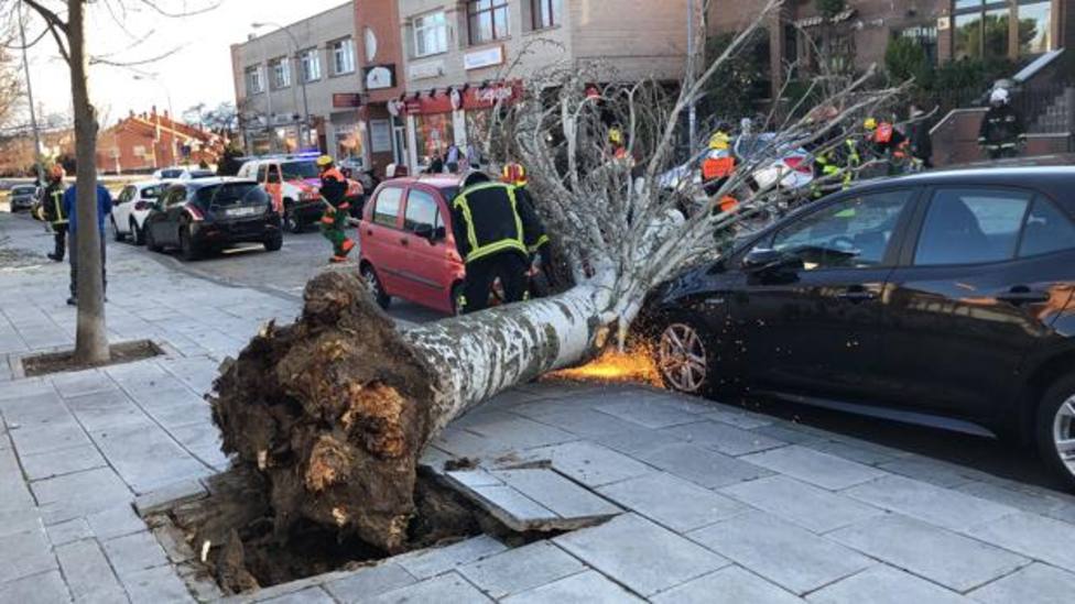 El viento provoca la caída de un árbol en Colmenar Viejo, Madrid, sin causar heridos