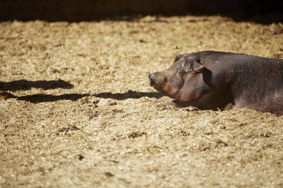 El Gobierno exigirá un plan individual a cada granja porcina para reducir el impacto ambiental
