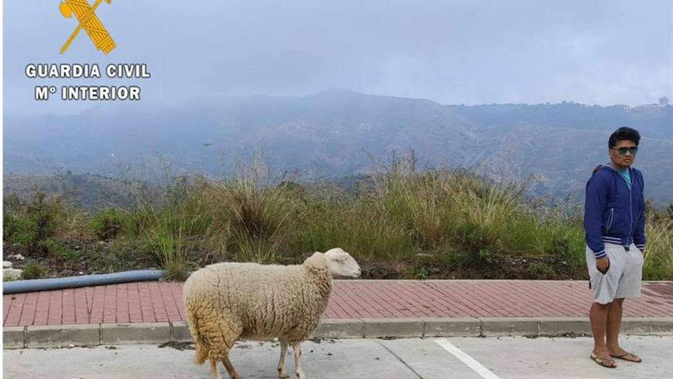Este vecino de Marbella utilizó a una oveja para saltarse el confinamiento por coronavirus